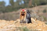 YORKSHIRE TERRIER 178